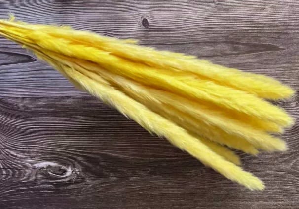 Fox tail yellow
