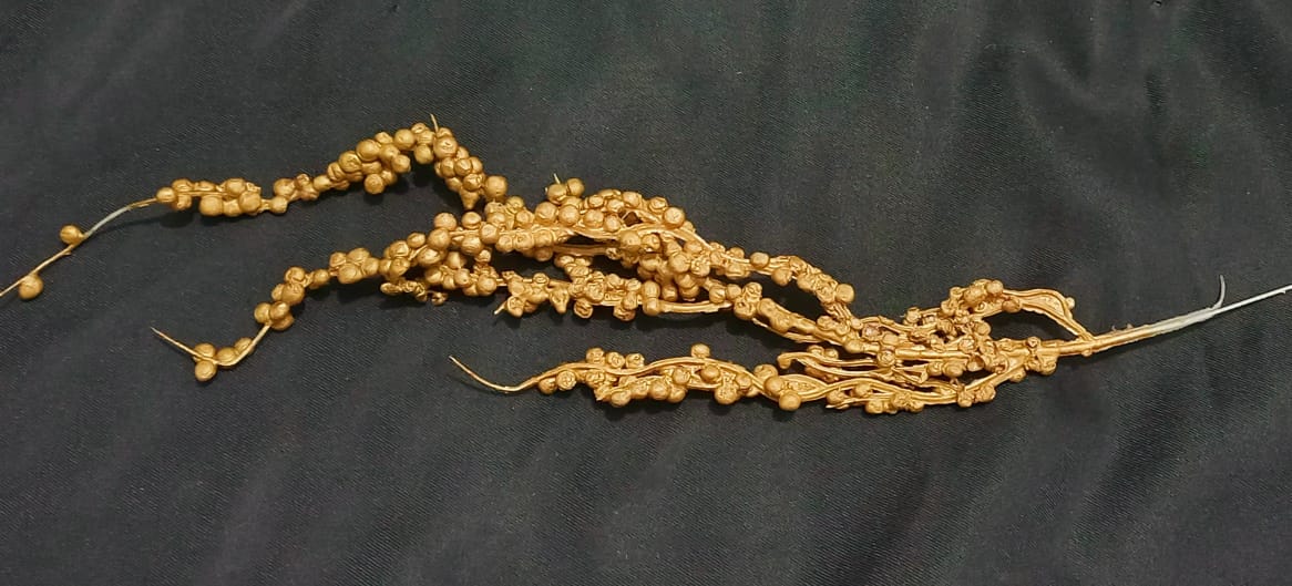 Gold Seeds