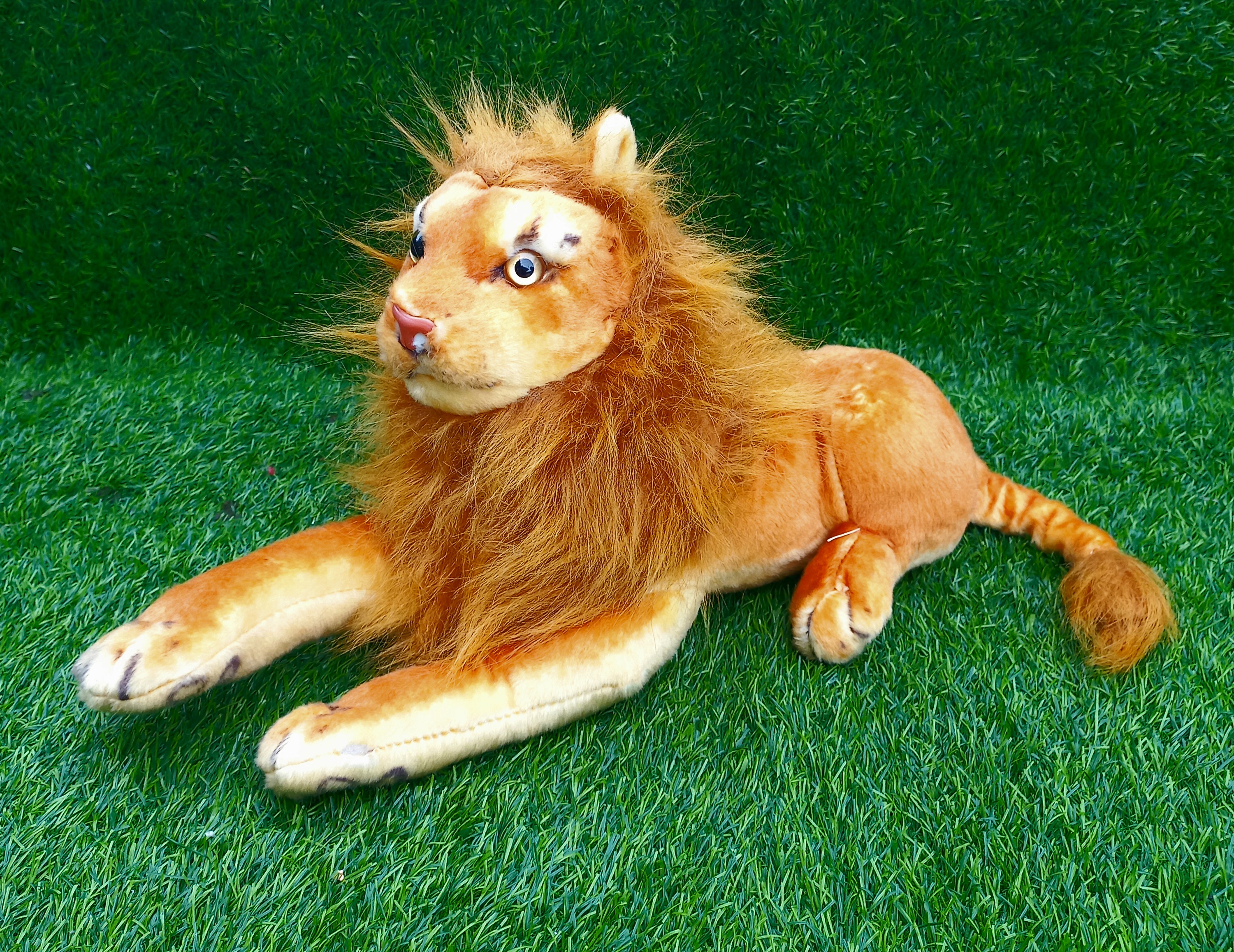 Small Lion Animals