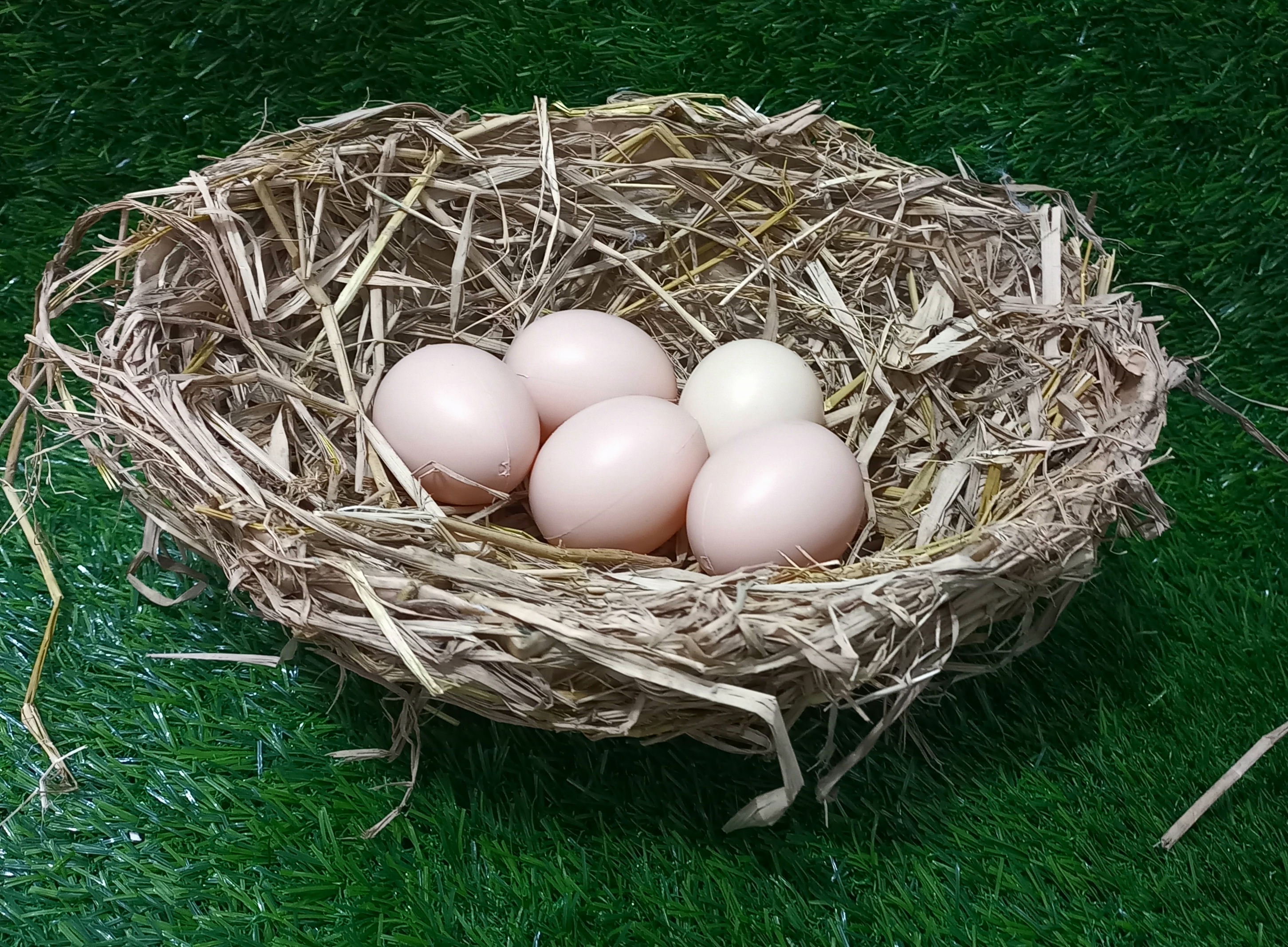 Nest with 5 eggs