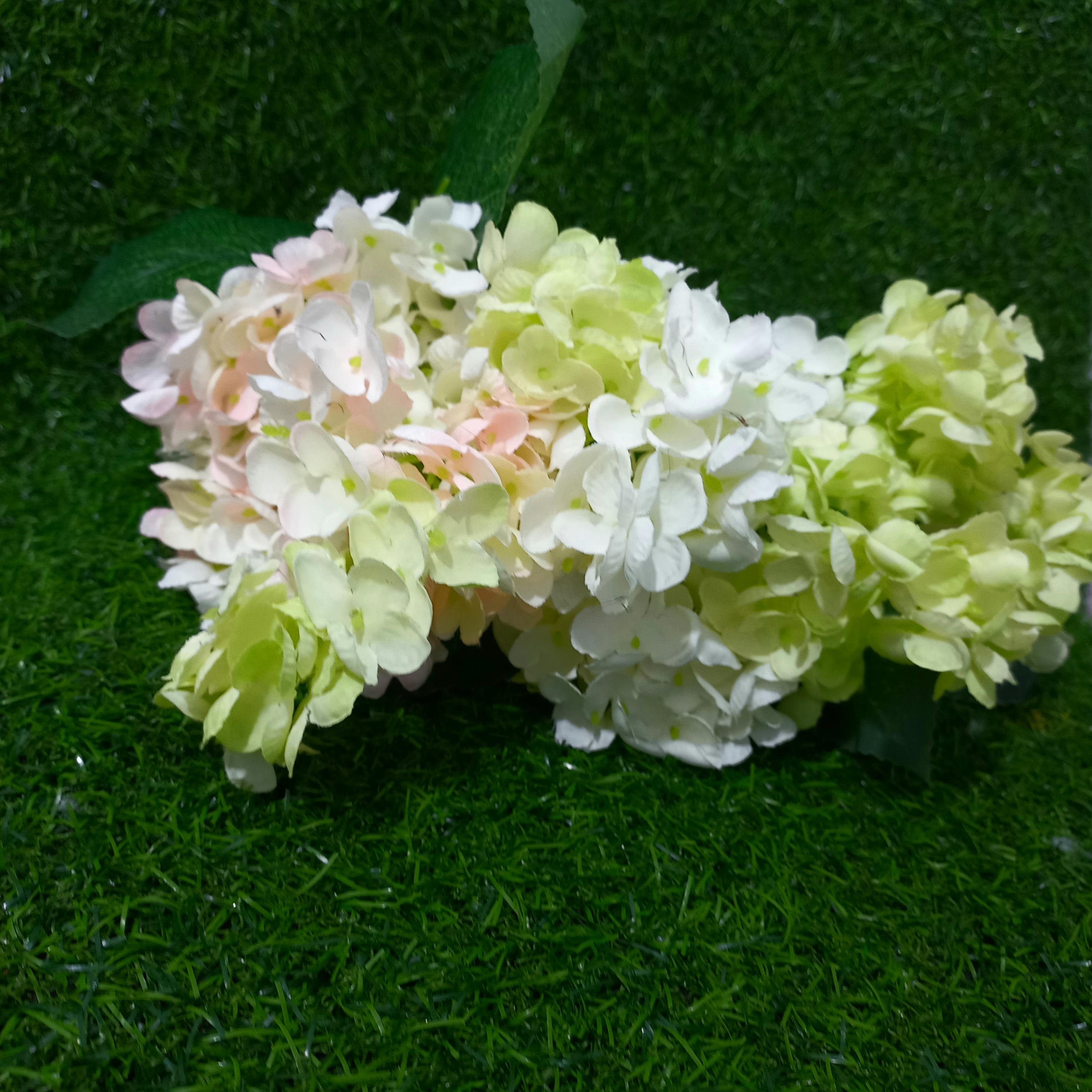 Multi coloured hydrangea flower
