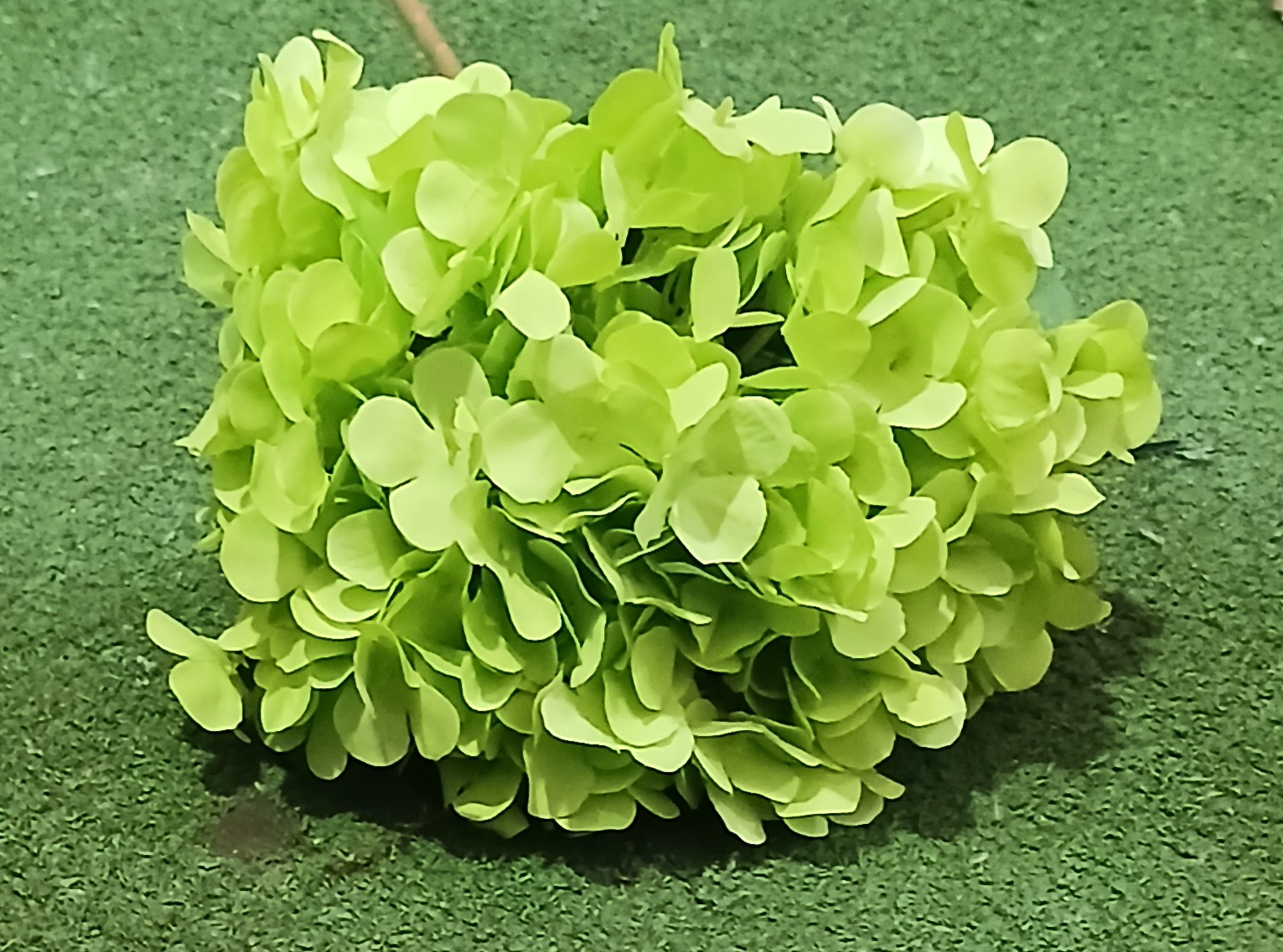 Light Green Hydrangea Bunch