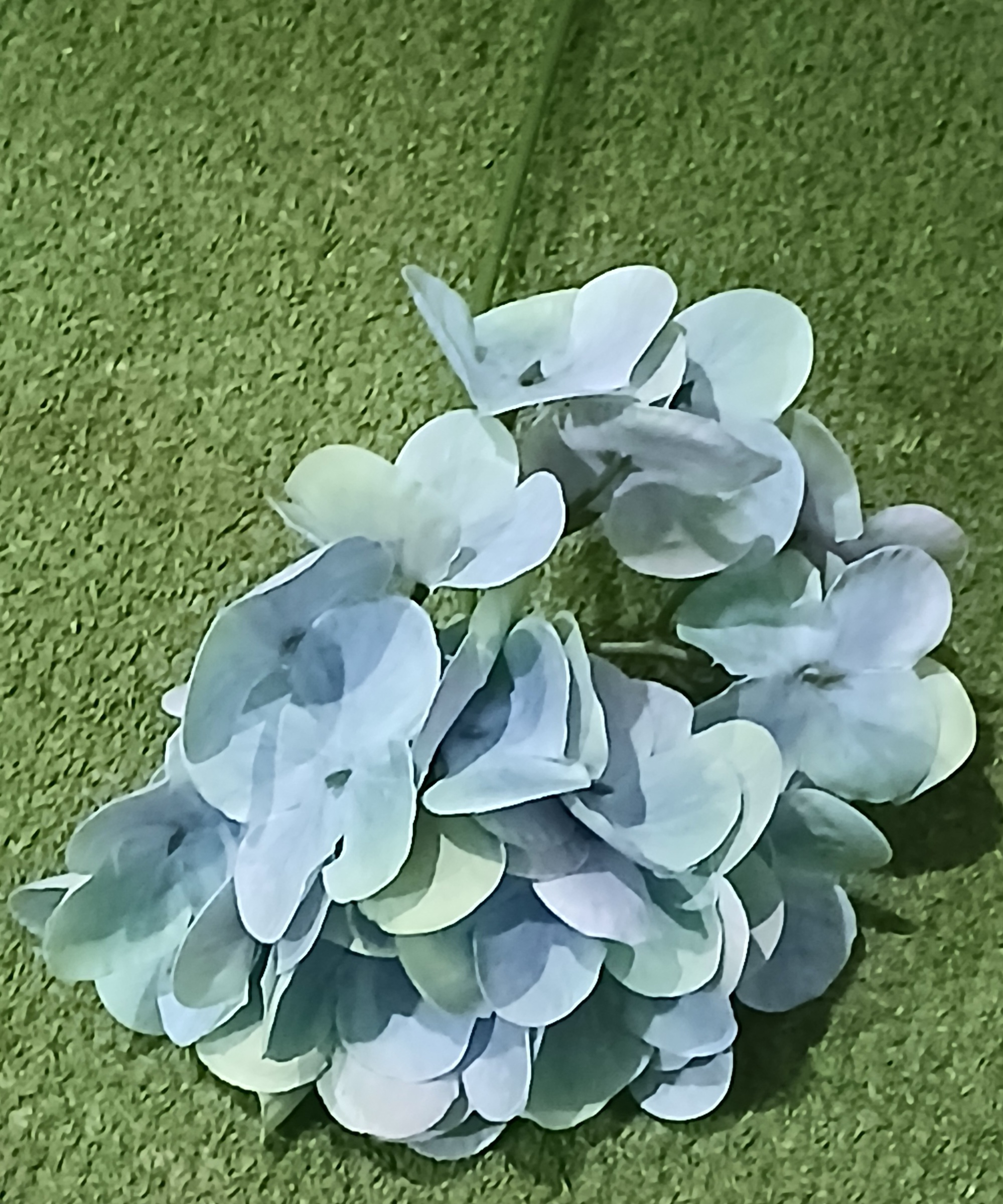 Single Hydrangea Flower  - Blue - With Stem - NNS