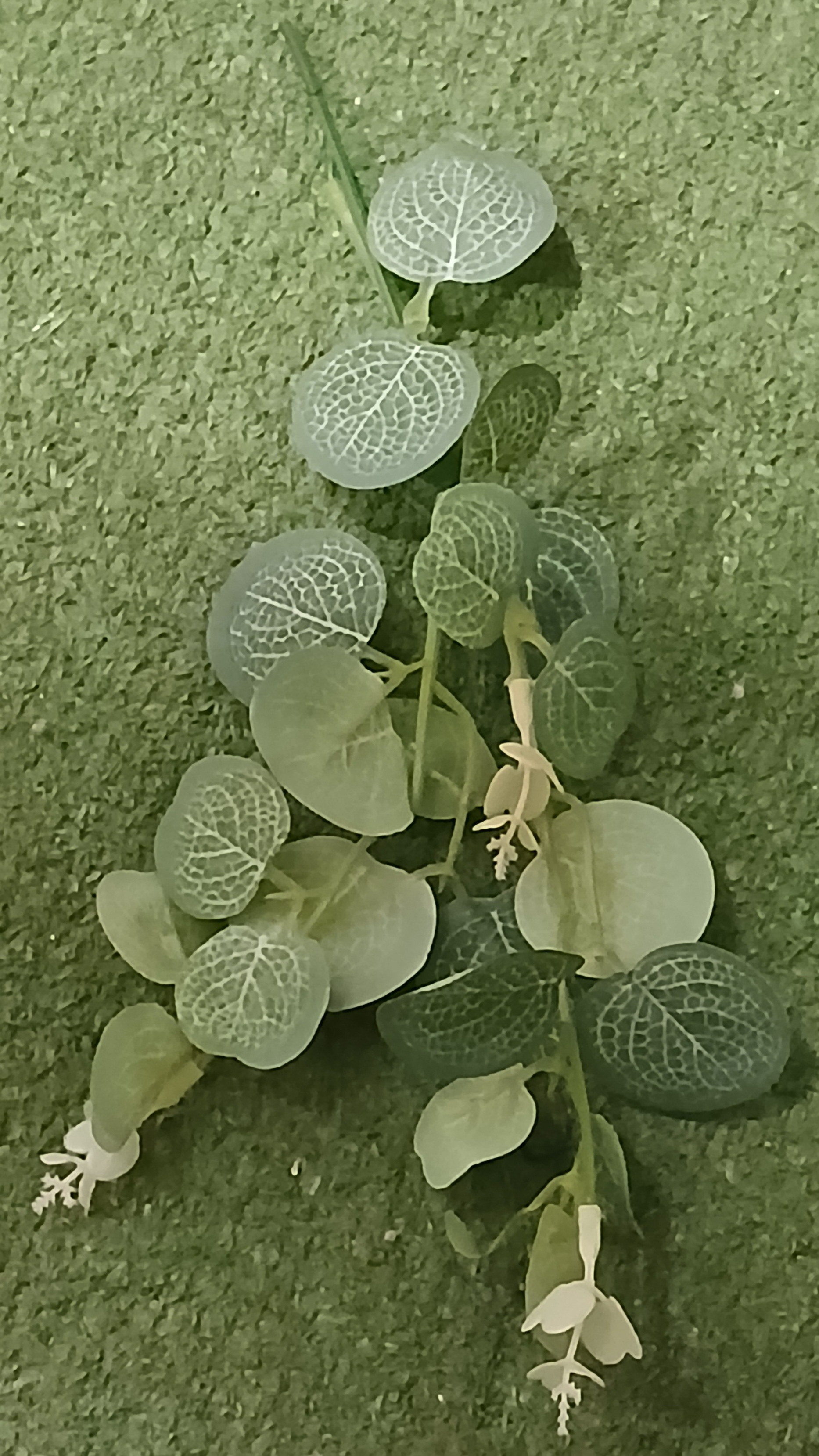 Single Eucaluptus Stems- NNS