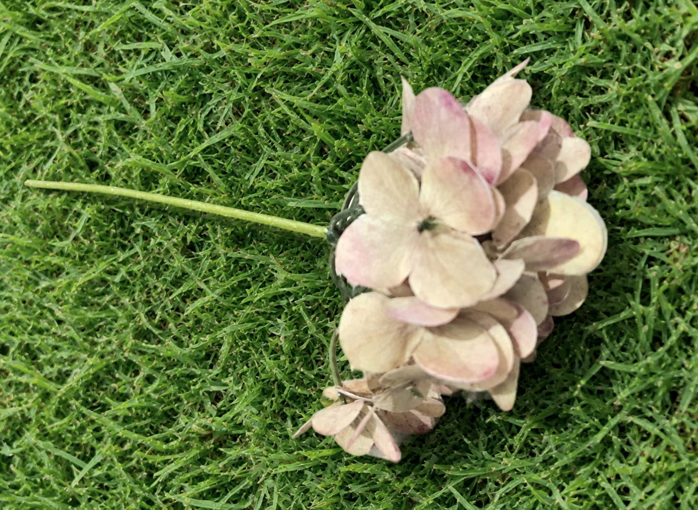 Single Hydrangea Flower - brown - With Stem - Single Hydrangea Flower - brown - With Stem -
