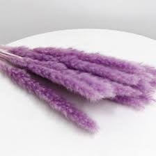 Fox Tail Purple