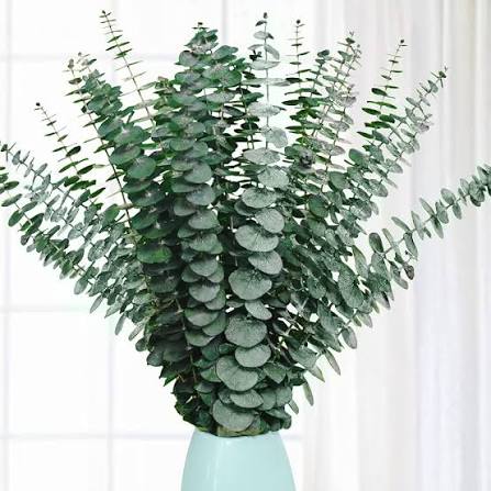 10 Pcs Green Eucalyptus Bunch