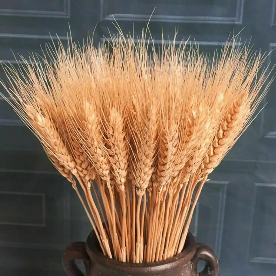 Dry Wheat