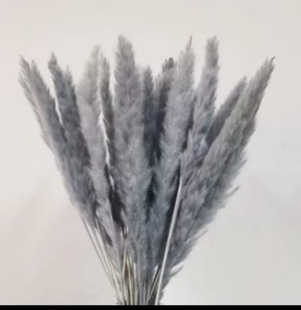 Fox tail Grey