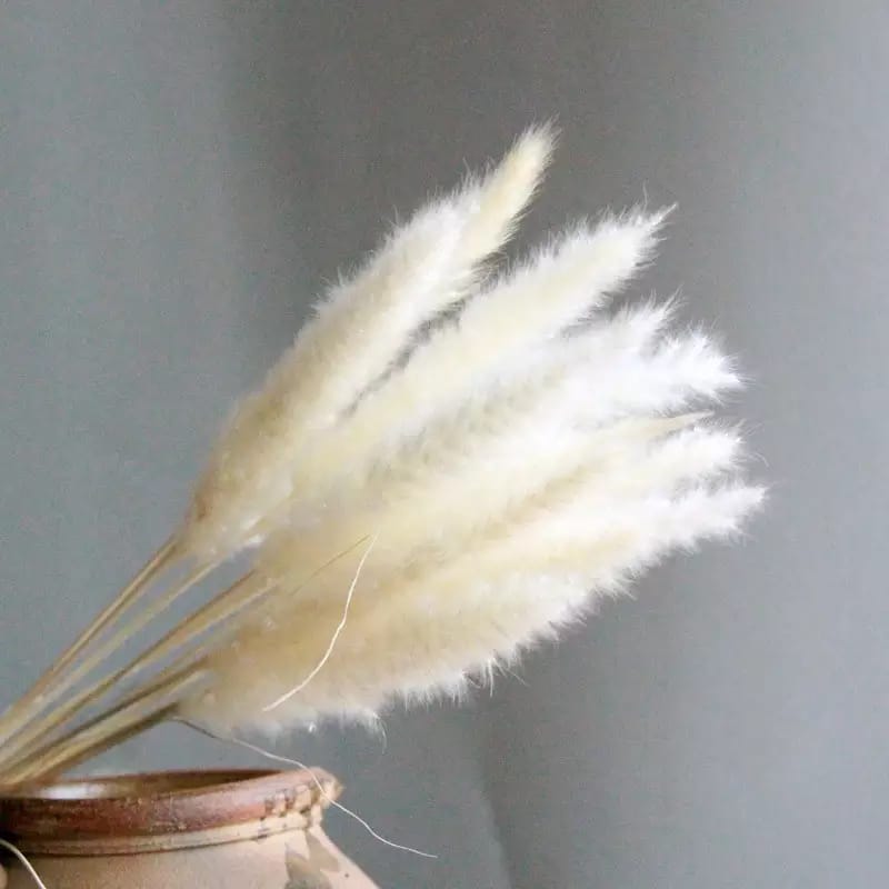 Fox Tail- White
