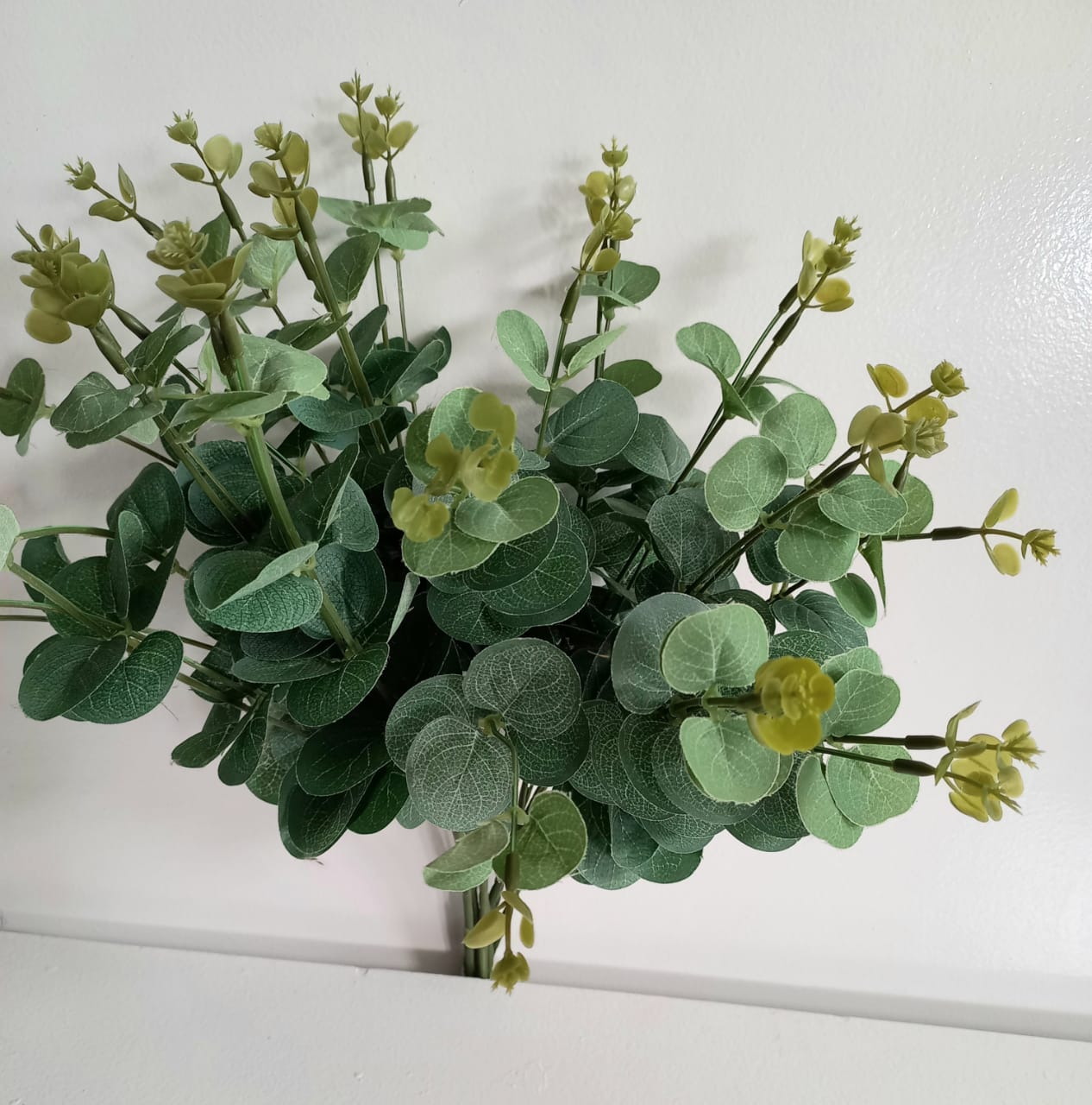 Eucalyptus bunch green