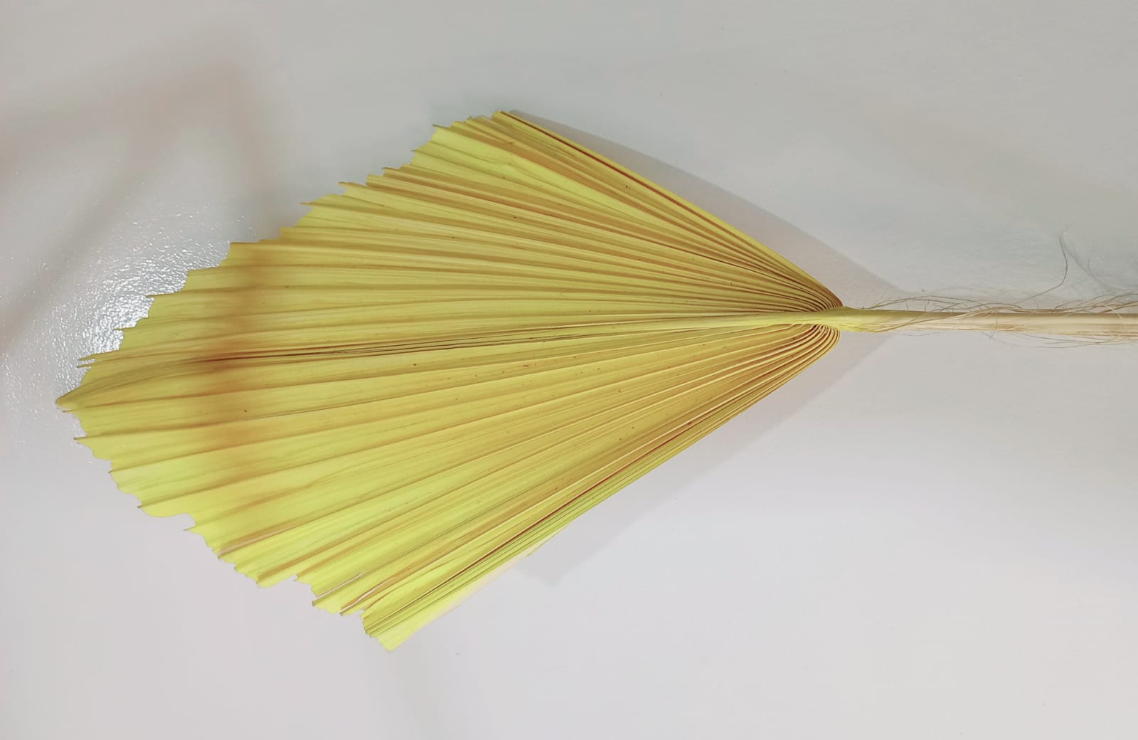 Palmyrah Yellow
