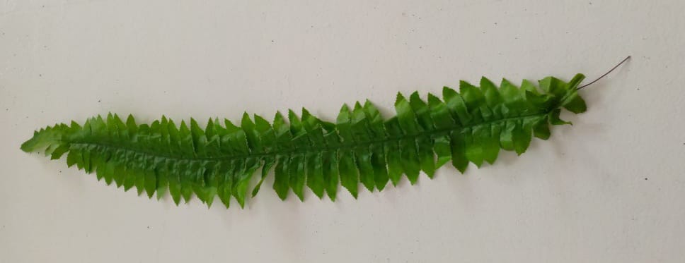 Fern leaf short