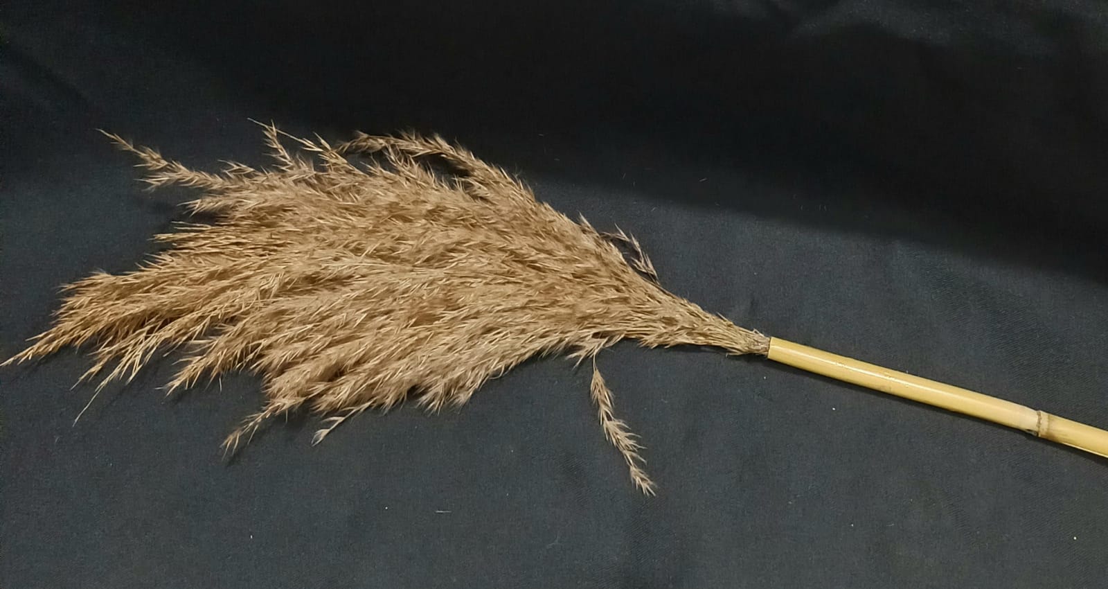 Pampas grass Brown short stump