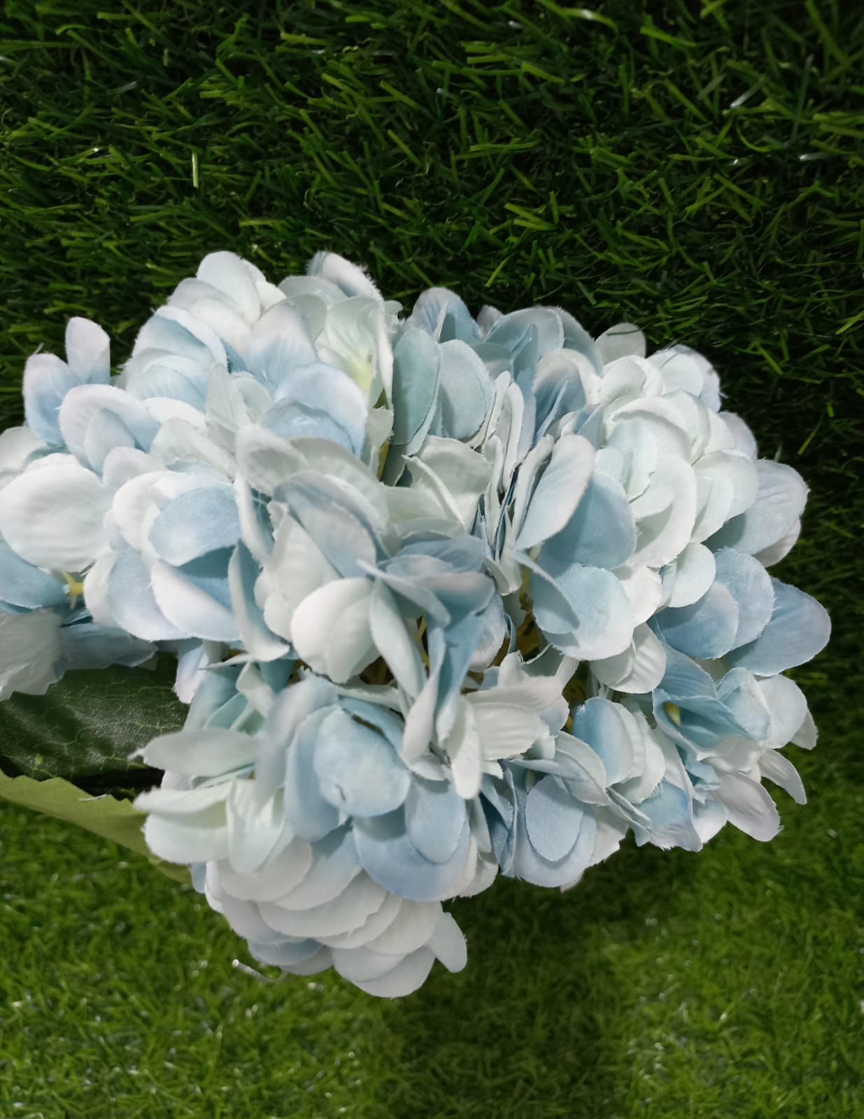 blue hydrangea flower