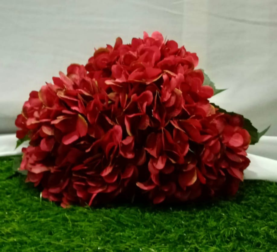 Red Hydrangea flower
