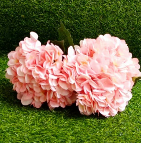 Peach Hydrangea flowers