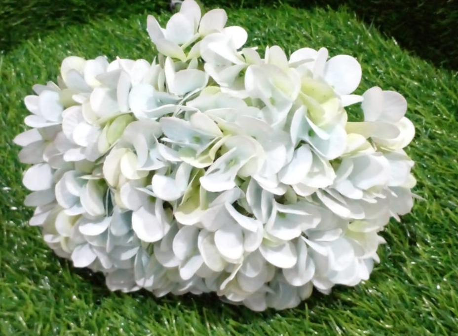 Light green Hydrangea flowers