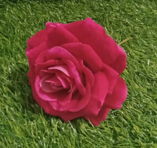Single Rose Hot Pink Flower