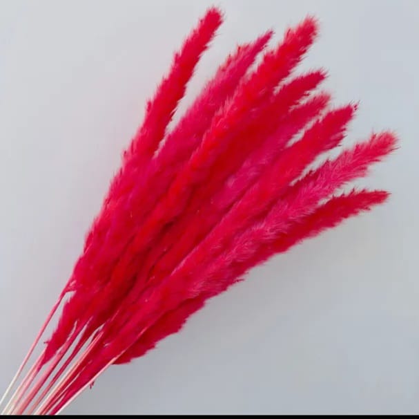Fox Tail Red
