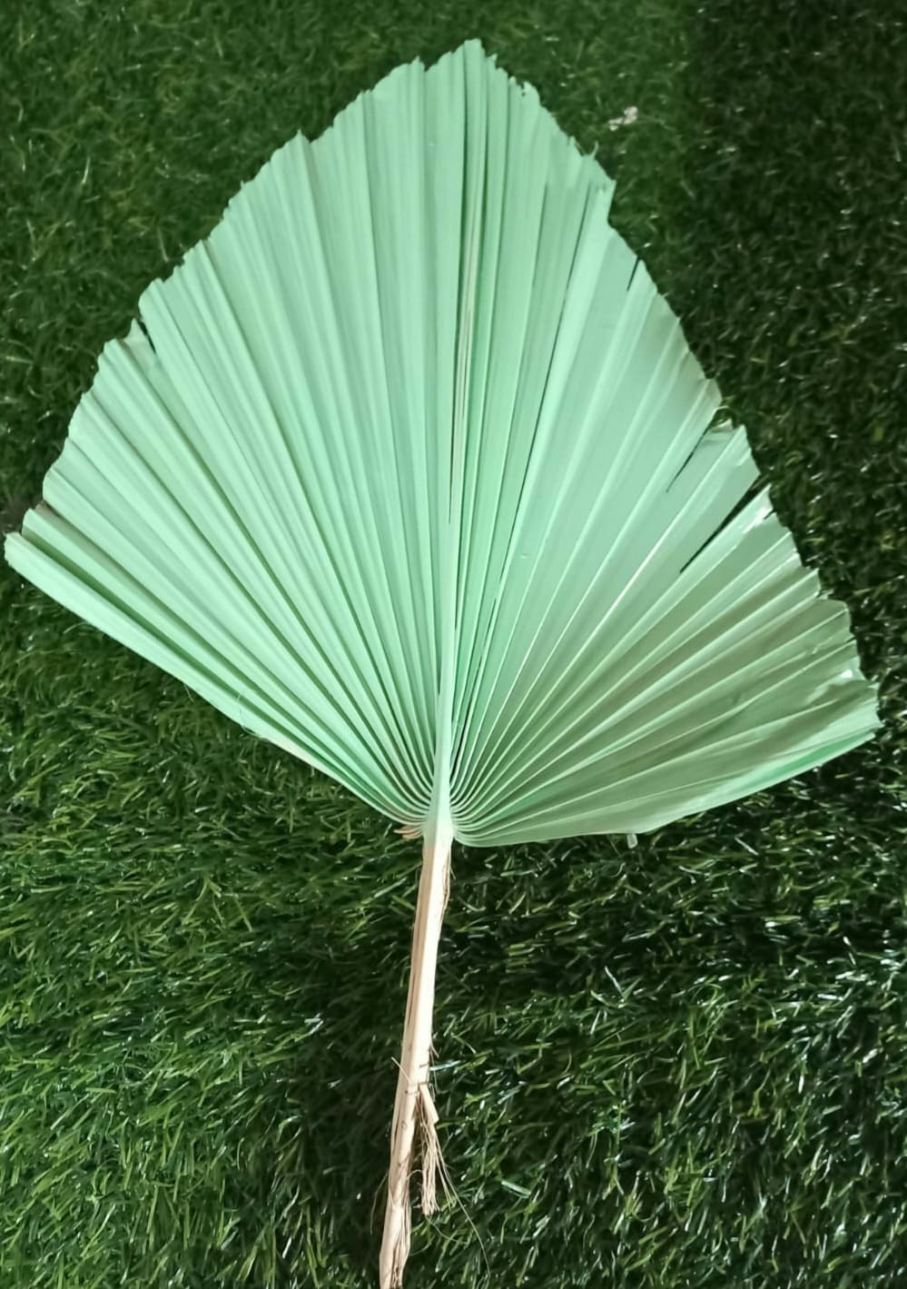 Palmyrah  green