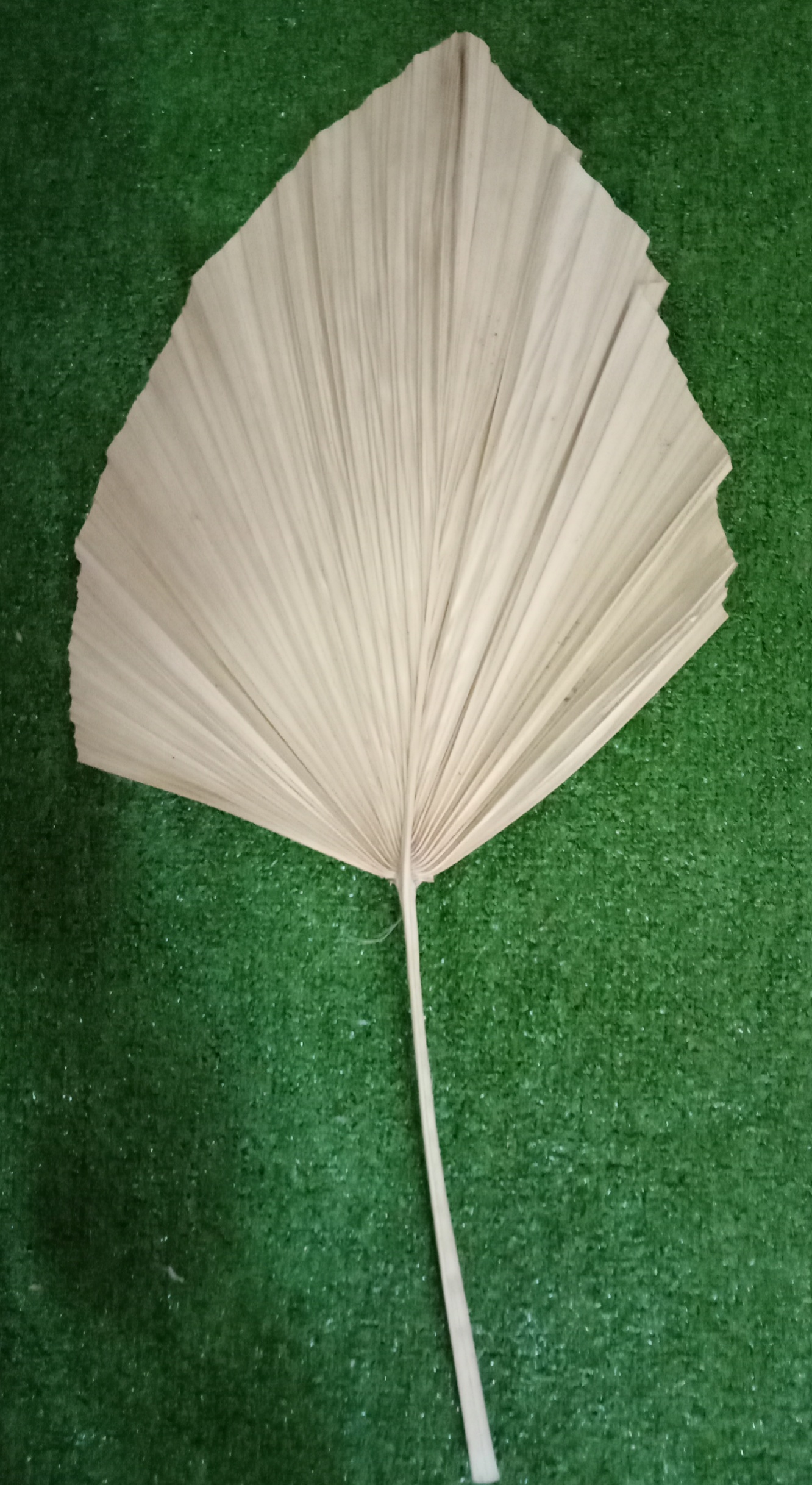 Palmyrah natural/brown