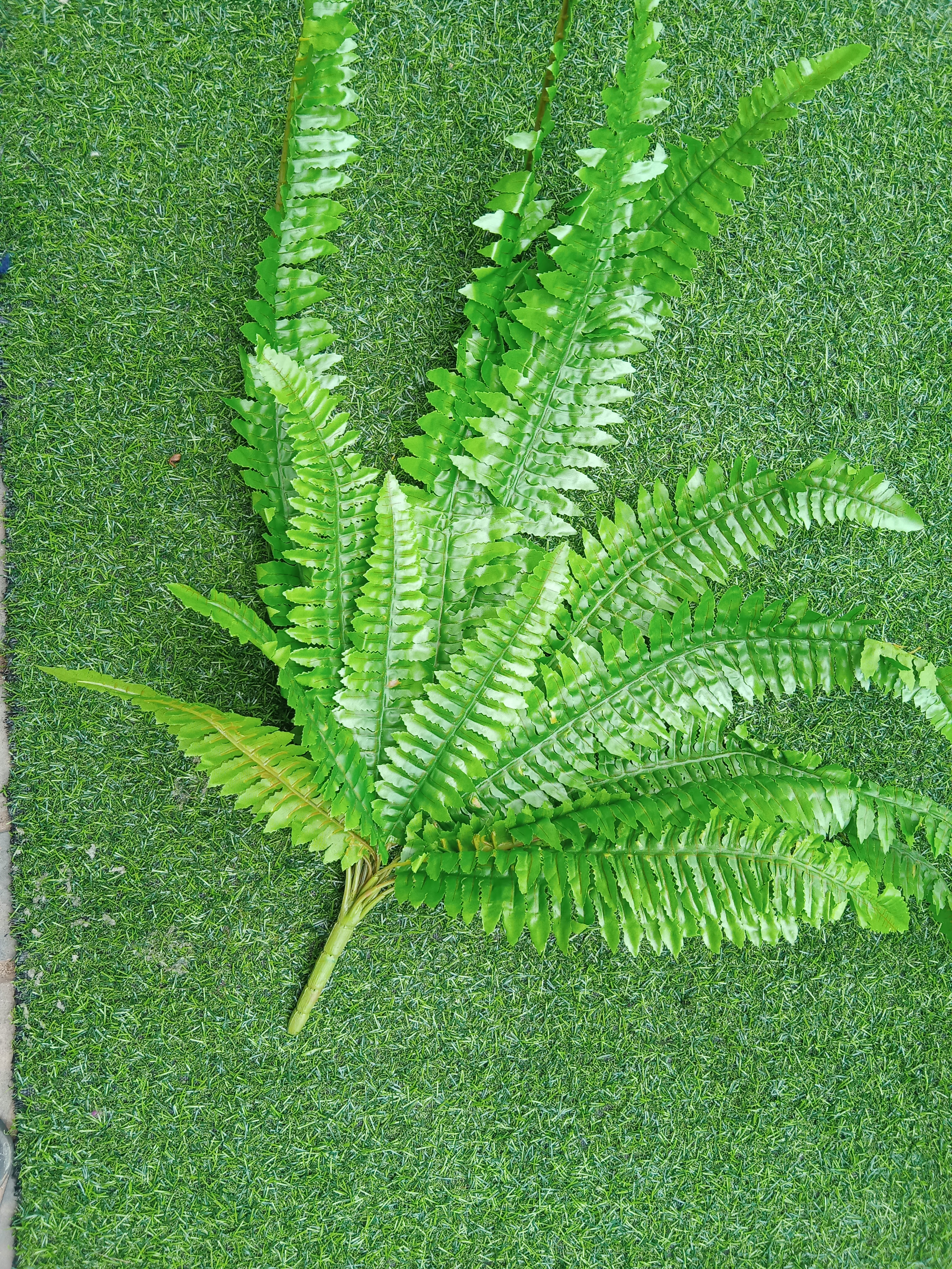 Fern Leaf Bunch