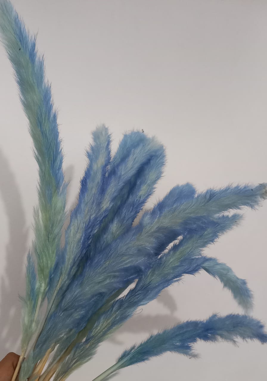 Fox tail Blue