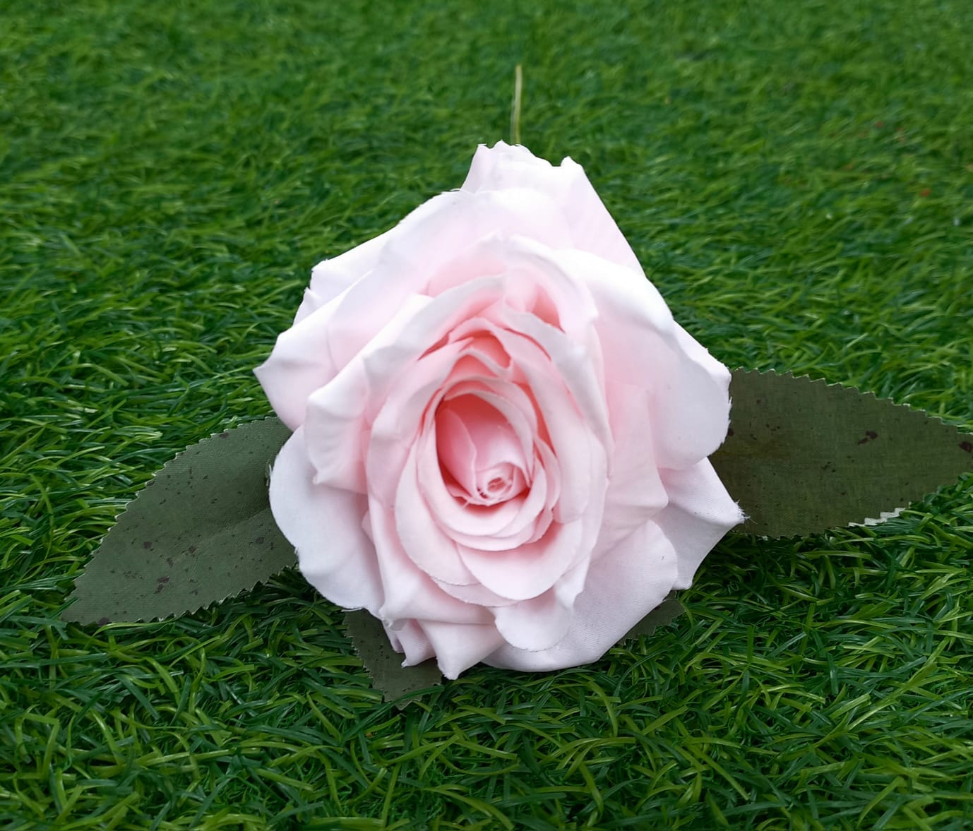 Single Peach Flower With Leaf