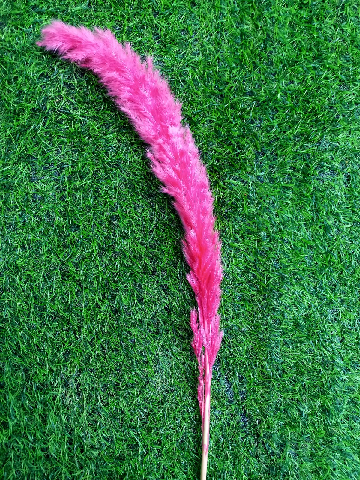 Fox Tail Maroon